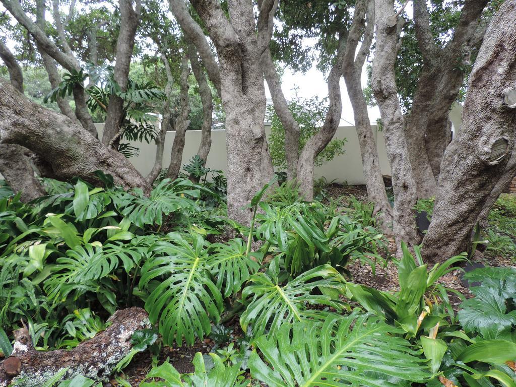 Milkwood Lodge Hermanus Luaran gambar